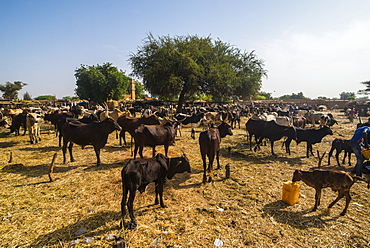 Animal market in Niamey, Niger, Africa