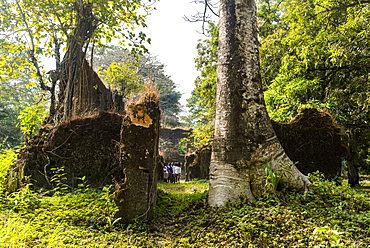 Old ruins of the former slave colony on Bunce island, Sierra Leone, West Africa, Africa