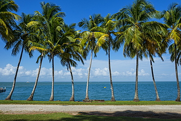 Palm tree line, Royal Island, Iles du Salut, Devils Island, French Guiana, Department of France, South America