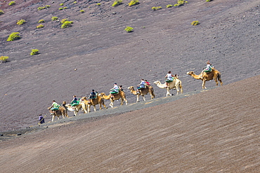 Tourist camel riding in the lava sands of Timanfaya National Park, Lanzarote, Canary Islands, Spain, Atlantic, Europe