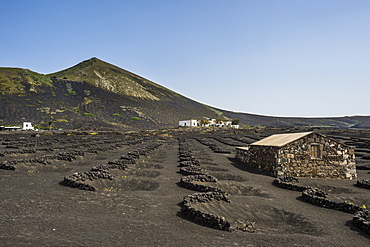 La Geria vineyards in the lava sands of Lanzarote, Canary Islands, Spain, Atlantic, Europe