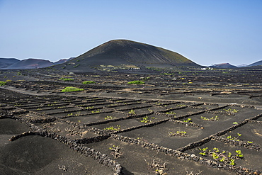 La Geria vineyards in the lava sands of Lanzarote, Canary Islands, Spain, Atlantic, Europe