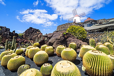 Jardin de Cactus (Cactus Garden) Cesar Manrique, Lanzarote, Canary Islands, Spain, Atlantic, Europe