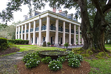 Oak tree before the Plantation house, Oak Alley plantation, Louisiana, United States of America, North America