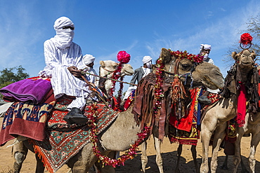 Colourful camel riders at a Tribal festival, Sahel, Chad, Africa