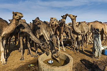 Camels at a water hole, Ennedi plateau, UNESCO World Heritage Site, Chad, Africa