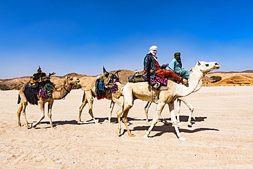 Tuaregs riding on their camels, near Tamanrasset, Algeria, North Africa, Africa