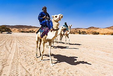 Tuaregs riding on their camels, near Tamanrasset, Algeria, North Africa, Africa