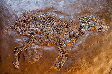 Well preserved fossils in the Messel Pit, UNESCO World Heritage Site, Hesse, Germany, Europe