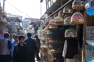 Birds for sale, Bird Street, Kabul, Afghanistan, Asia