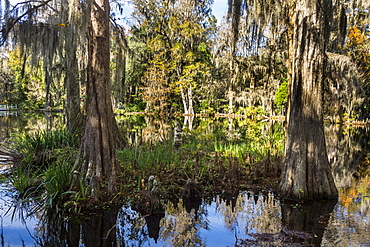 Swampy are in the Magnolia Plantation outside Charleston, South Carolina, United States of America, North America