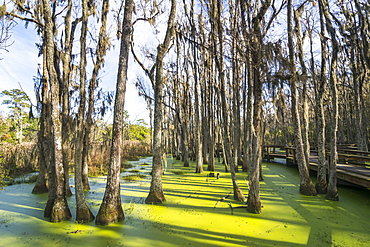 Dead trees in the swamps of the Magnolia Plantation outside Charleston, South Carolina, United States of America, North America