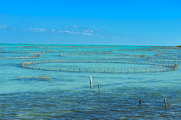 Caicos conch farm, Providenciales, Turks and Caicos, Caribbean, Central America