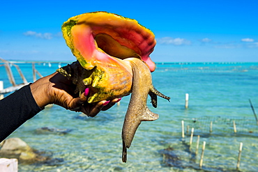 Close up of a giant conch (Lobatus gigas), Caicos conch farm, Providenciales, Turks and Caicos, Caribbean, Central America