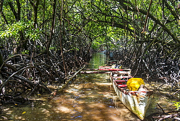 Swamp area in the Utwe lagoon, UNESCO Biosphere Reserve, Kosrae, Federated States of Micronesia, South Pacific