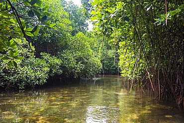 Crystal clear water in the Utwe lagoon, UNESCO Biosphere Reserve, Kosrae, Federated States of Micronesia, South Pacific