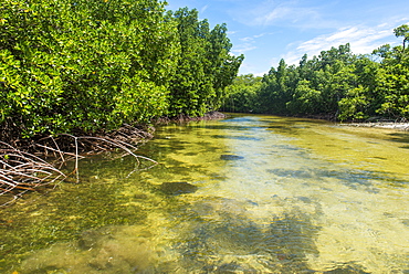 Stingray swimming in the crystal clear water in the Utwe lagoon, UNESCO Biosphere Reserve, Kosrae, Federated States of Micronesia, South Pacific