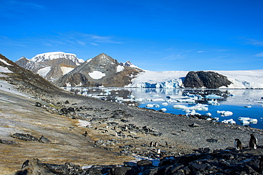 Adelie penguin (Pygoscelis adeliae) colony in Hope Bay, Antarctica, Polar Regions