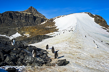 Adelie penguin (Pygoscelis adeliae) colony in Hope Bay, Antarctica, Polar Regions