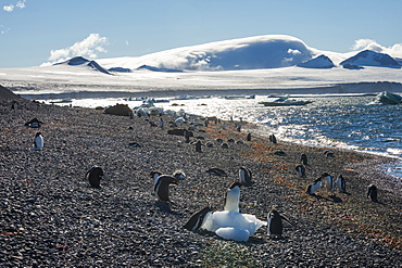 Adelie and gentoo penguins, Brown Bluff, Tabarin Peninsula, Antarctica, Polar Regions
