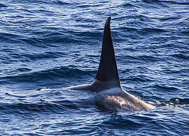 Killer whale (orca) (Orcinus orca), Weddell, Sea, Antarctica, Polar Regions