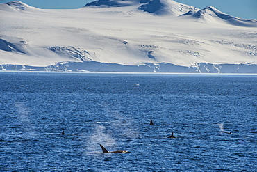 Killer whales (orcas) (Orcinus orca) hunting, Weddell, Sea, Antarctica, Polar Regions