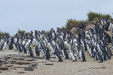 Magellanic penguin (Spheniscus magellanicus) colony, Carcass Island, West Falklands, Falkland Islands, South America