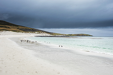 White sand beach, Carcass Island, West Falklands, Falkland Islands, South America