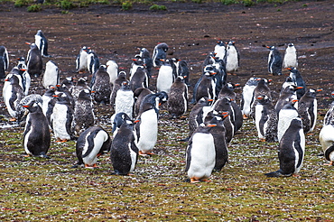 Magellanic penguin (Spheniscus magellanicus) colony, Carcass Island, West Falklands, Falkland Islands, South America