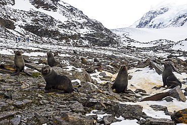 Antarctic fur seal (Arctocephalus gazella) colony, Coronation Island, South Orkney Islands, Antarctica, Polar Regions