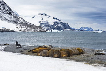 View over a southern elephant seal colony (Mirounga leonina), Coronation Island, South Orkney Islands, Antarctica, Polar Regions