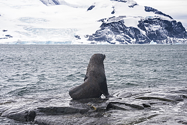 Antarctic fur seals (Arctocephalus gazella) colony, Coronation Island, South Orkney Islands, Antarctica, Polar Regions