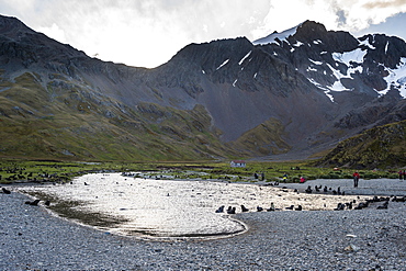 Antarctic fur seals (Arctocephalus gazella), Ocean Harbour, South Georgia, Antarctica, Polar Regions