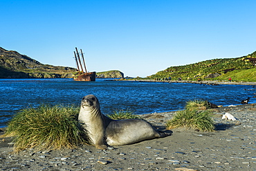 The southern elephant seal (Mirounga leonina) in front of an old whaling boat, Ocean Harbour, South Georgia, Antarctica, Polar Regions