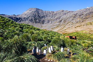 Gentoo Penguin (Pygoscelis papua) colony, Godthul, South Georgia, Antarctica, Polar Regions