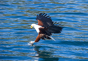 African fish eagle (Haliaeetus vocifer) hunting fish, Cape Maclear, Lake Malawi, Malawi, Africa