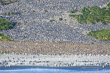 Giant king penguin (Aptenodytes patagonicus) colony, Salisbury Plain, South Georgia, Antarctica, Polar Regions