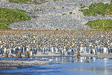 Giant king penguin (Aptenodytes patagonicus) colony, Salisbury Plain, South Georgia, Antarctica, Polar Regions