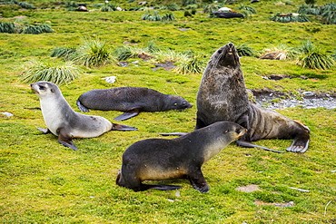 Antarctic fur seals (Arctocephalus gazella), Grytviken, South Georgia, Antarctica