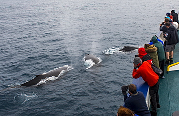 Tourists watching Humpback whales (Megaptera novaeangliae), South Sandwich islands, Antarctica