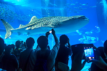 Whaleshark in the Churaumi Aquarium, Ocean Expo Park, Okinawa, Japan, Asia