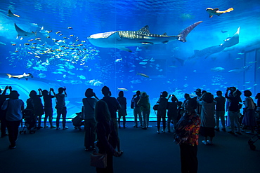 Whaleshark in the Churaumi Aquarium, Ocean Expo Park, Okinawa, Japan, Asia