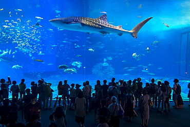 Whaleshark in the Churaumi Aquarium, Ocean Expo Park, Okinawa, Japan, Asia