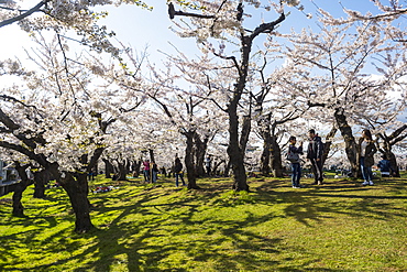 Cherry blossom in the Hakodate Park, Hakodate, Hokkaido, Japan, Asia