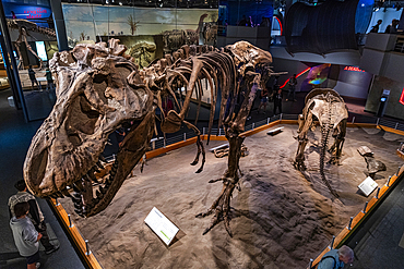 Dinosaur exhibits, Royal Tyrrell Museum, Drumheller, Alberta, Canada, North America