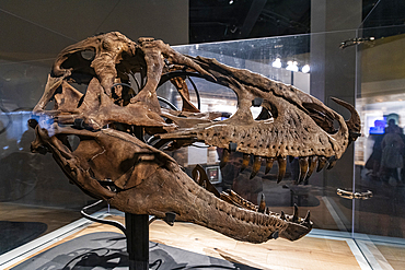 Dinosaur exhibits, Royal Tyrrell Museum, Drumheller, Alberta, Canada, North America