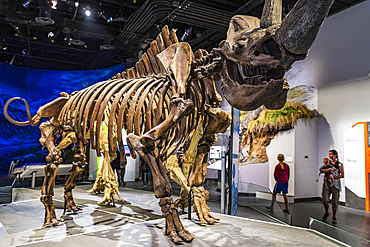 Dinosaur exhibits, Royal Tyrrell Museum, Drumheller, Alberta, Canada, North America