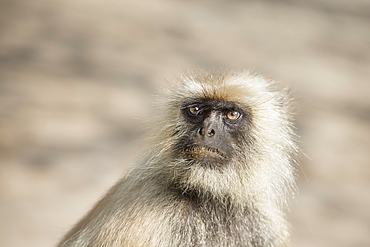 Gray langurs (Hanuman langurs) (langur monkey) (Semnopithecus entellus), Ranthambhore, Rajasthan, India, Asia