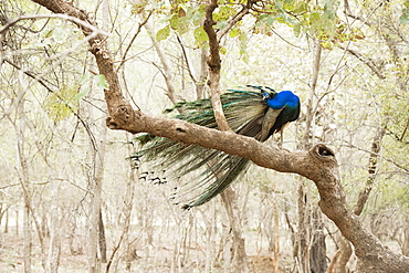 Peacock (Indian peafowl) (Pavo cristatus), Ranthambhore, Rajasthan, India, Asia