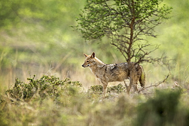 Indian jackal (Himalayan jackal) (Canis aureus indicus), Ranthambhore, Rajasthan, India, Asia